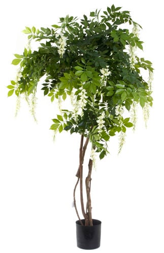Wisteria Tree White