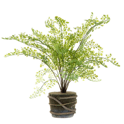 Potted Maidenhair Fern | Temple & Webster