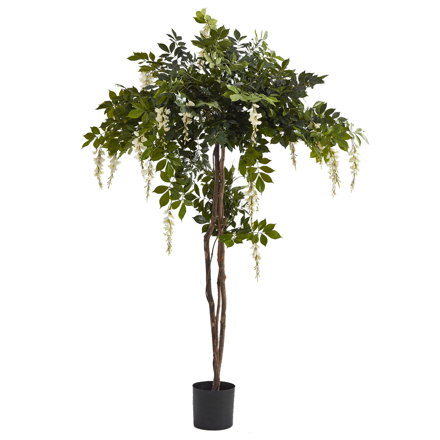Wisteria Tree White