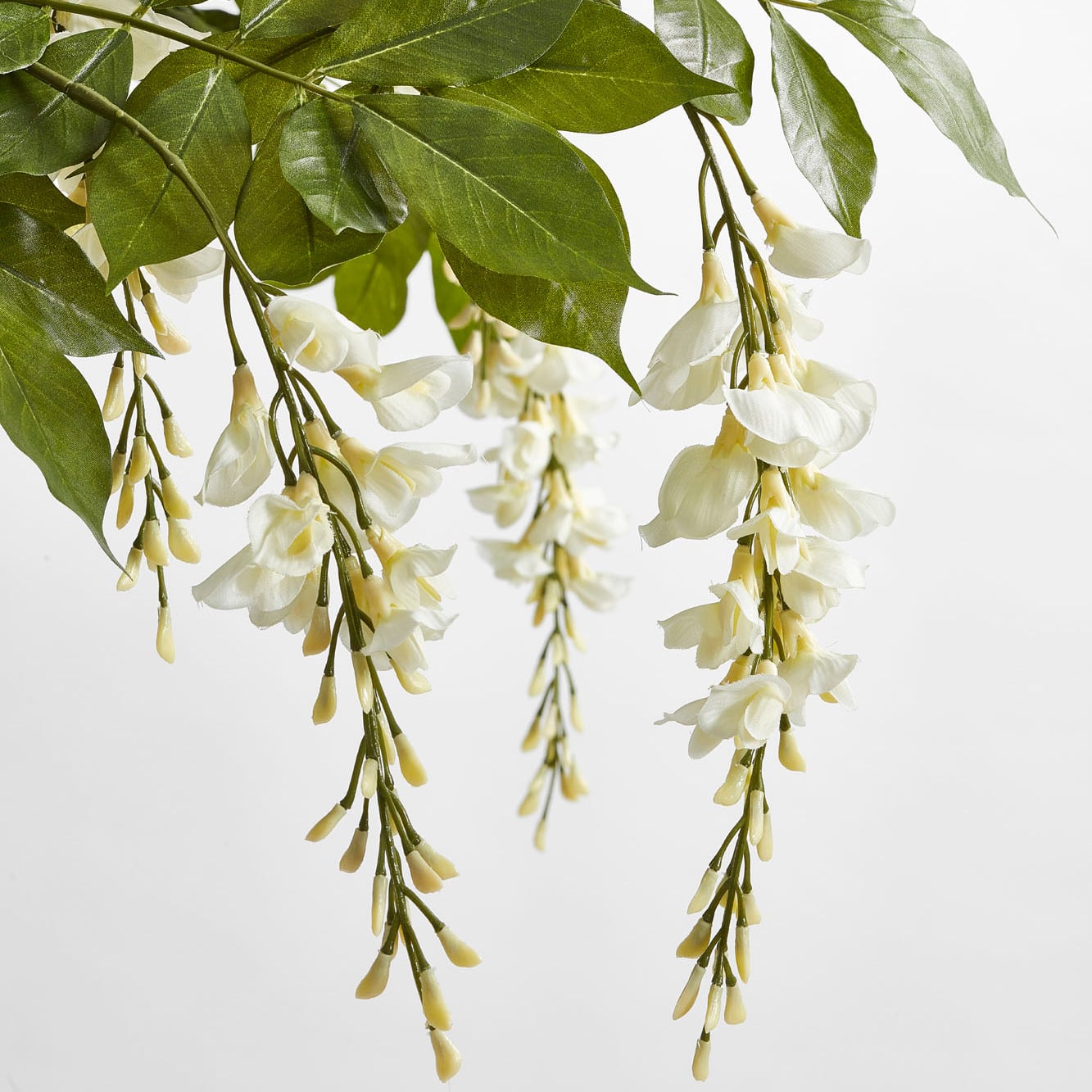 Wisteria Tree White
