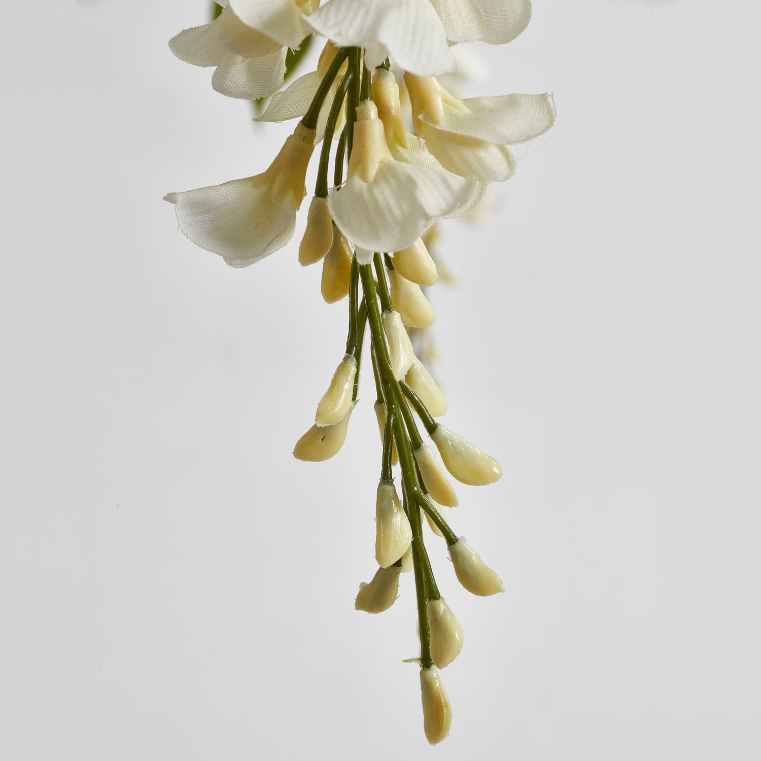 Wisteria Tree White