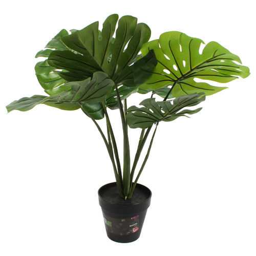 Potted Decorative Monstera