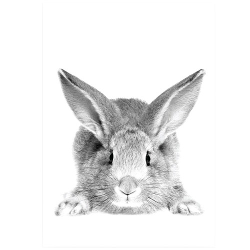 Set of 2 Mr Cottontail Unframed Paper Prints