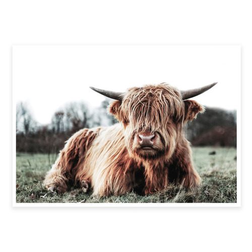 Design Mondo Scottish Highland Cow Printed Wall Art