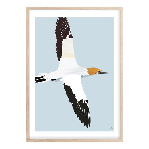 Australasian Gannet Printed Wall Art