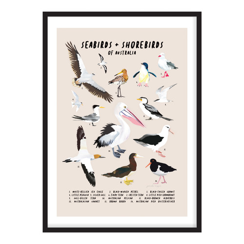 Seabirds & Shorebirds of Australia Printed Wall Art