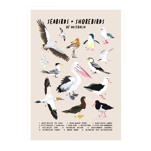 Seabirds & Shorebirds of Australia Printed Wall Art