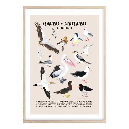 Seabirds & Shorebirds of Australia Printed Wall Art