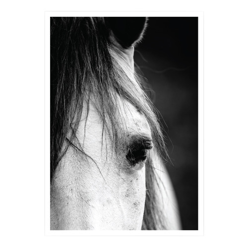 Horse Close-up Printed Wall Art