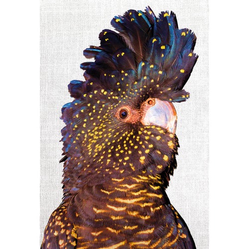 Art Illusions Black Cockatoo Front Canvas Wall Art & Reviews Temple