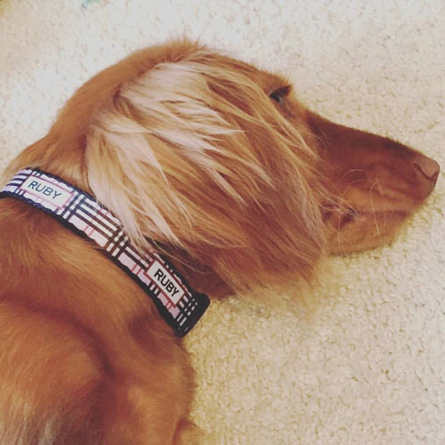 Furberry dog outlet collar