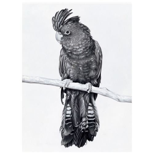 Black Cockatoo Printed Wall Art Temple & ster
