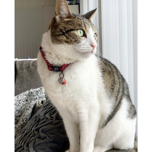 Sparkle Cat Collar