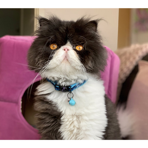 Sparkle Cat Collar
