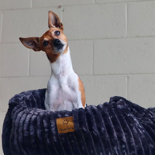 Ascher-Plush-Corduroy-Square-Dog-Bed