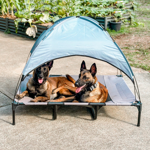 CharliesPetProduct Elevated Dog Bed with Tent Temple Webster