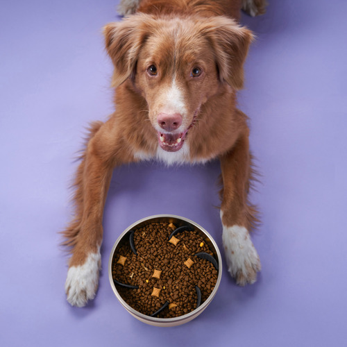 Balto Stainless Steel Dog Bowl with Slow Feeder Insert