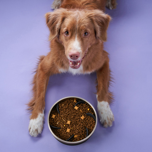 Balto Stainless Steel Dog Bowl with Slow Feeder Insert