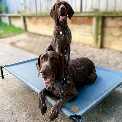Charlie's Medium Rectangular Pet Cot