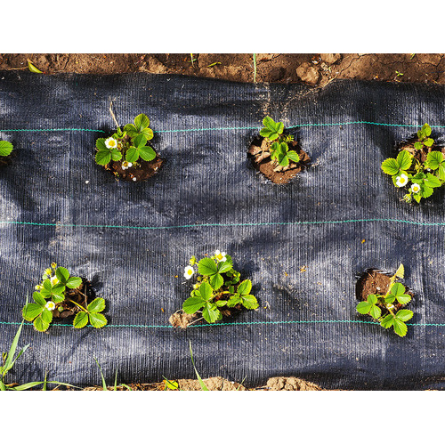Daly Weed Control Mat