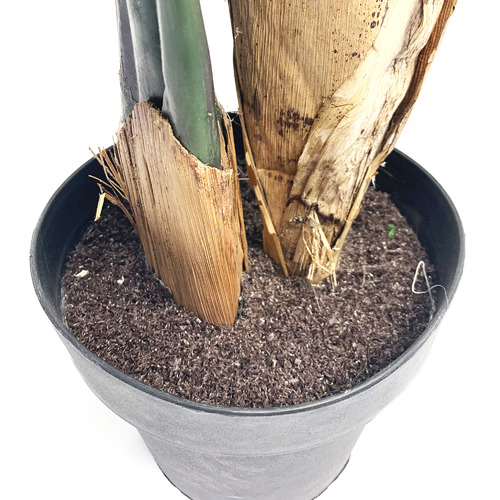 Cooper&CoHomewares 180cm Potted Faux Banana Leaf Tree Temple & ster