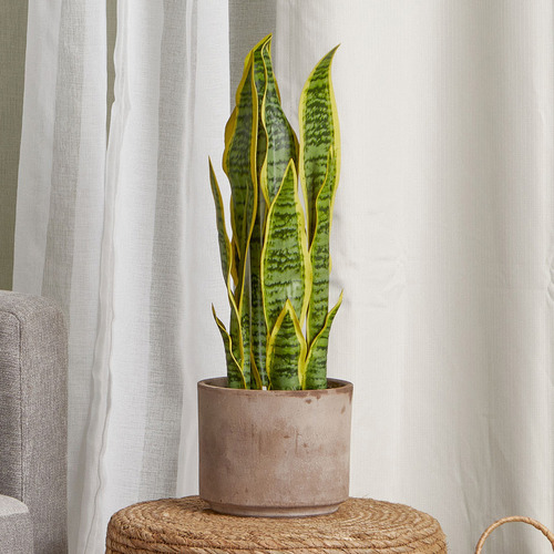 Maddison Lane Potted Faux Mother-In-Law Tongue Plant | Temple & Webster