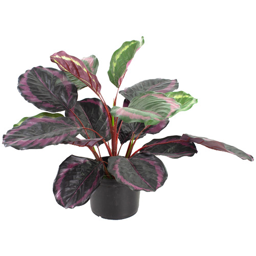 GlamorousFusion 52cm Burgundy Potted Faux Calathea Plant Temple & Webster