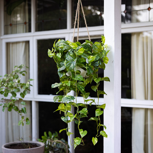 104cm Potted Faux Hanging Pothos Bush