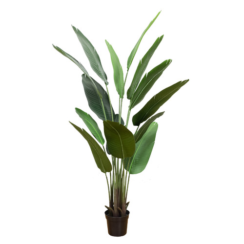 GlamorousFusion 182cm Potted Faux Banana Palm Plant | Temple & Webster