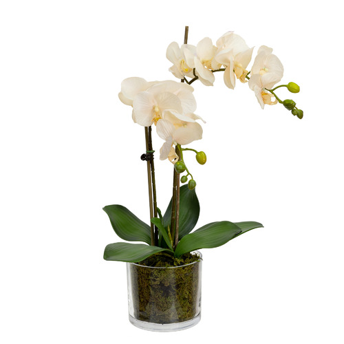 pollen&fauna 45cm Peach Faux Orchid Flower in Glass Pot | Temple & Webster