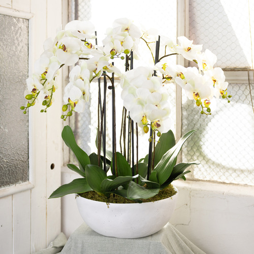 GlamorousFusion 75cm Potted Faux Apple Green Phal Orchid Plant | Temple ...