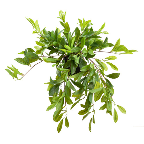 92cm Potted Faux Laurel Plant With Stand | Temple & Webster