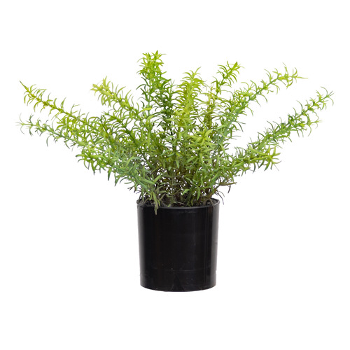 pollen&fauna 32cm Potted Faux Rosemary Plants Temple & ster