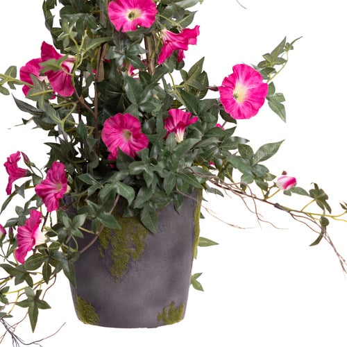 78cm Beauty Potted Climbing Morning Glory