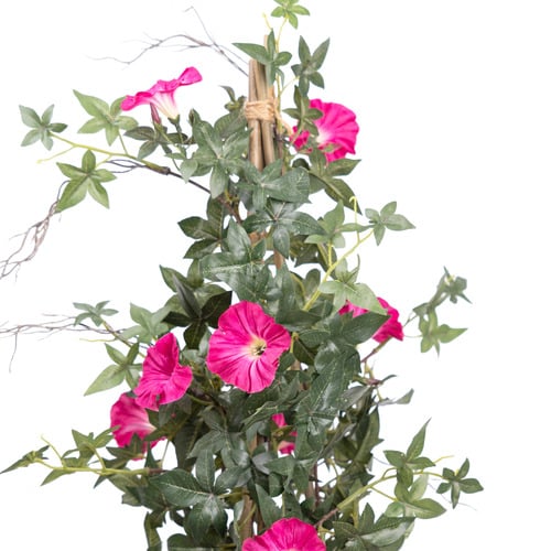 78cm Beauty Potted Climbing Morning Glory