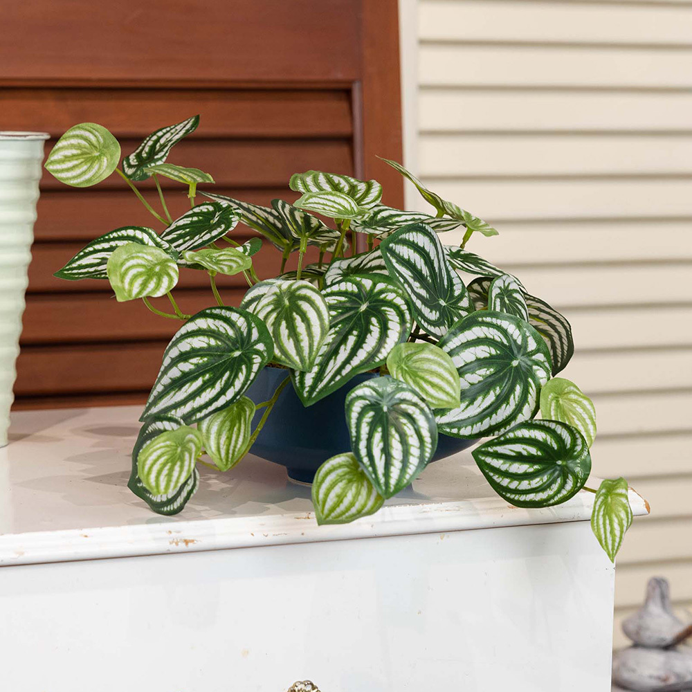 18cm Potted Faux Watermelon Peperomia