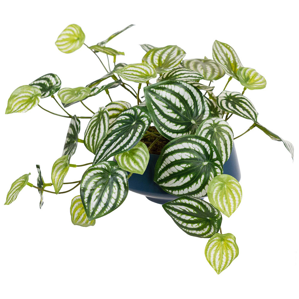 18cm Potted Faux Watermelon Peperomia
