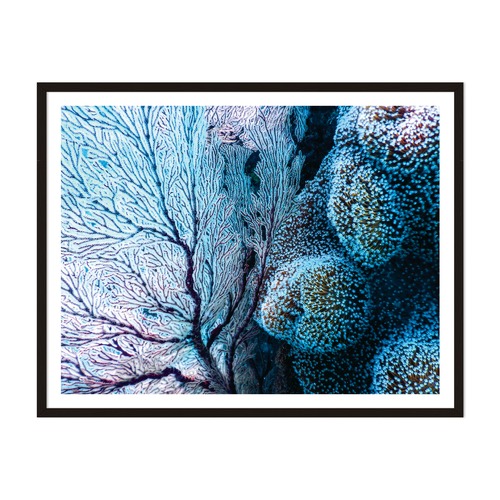 Coral Fantasy Framed Wall Art Temple Webster