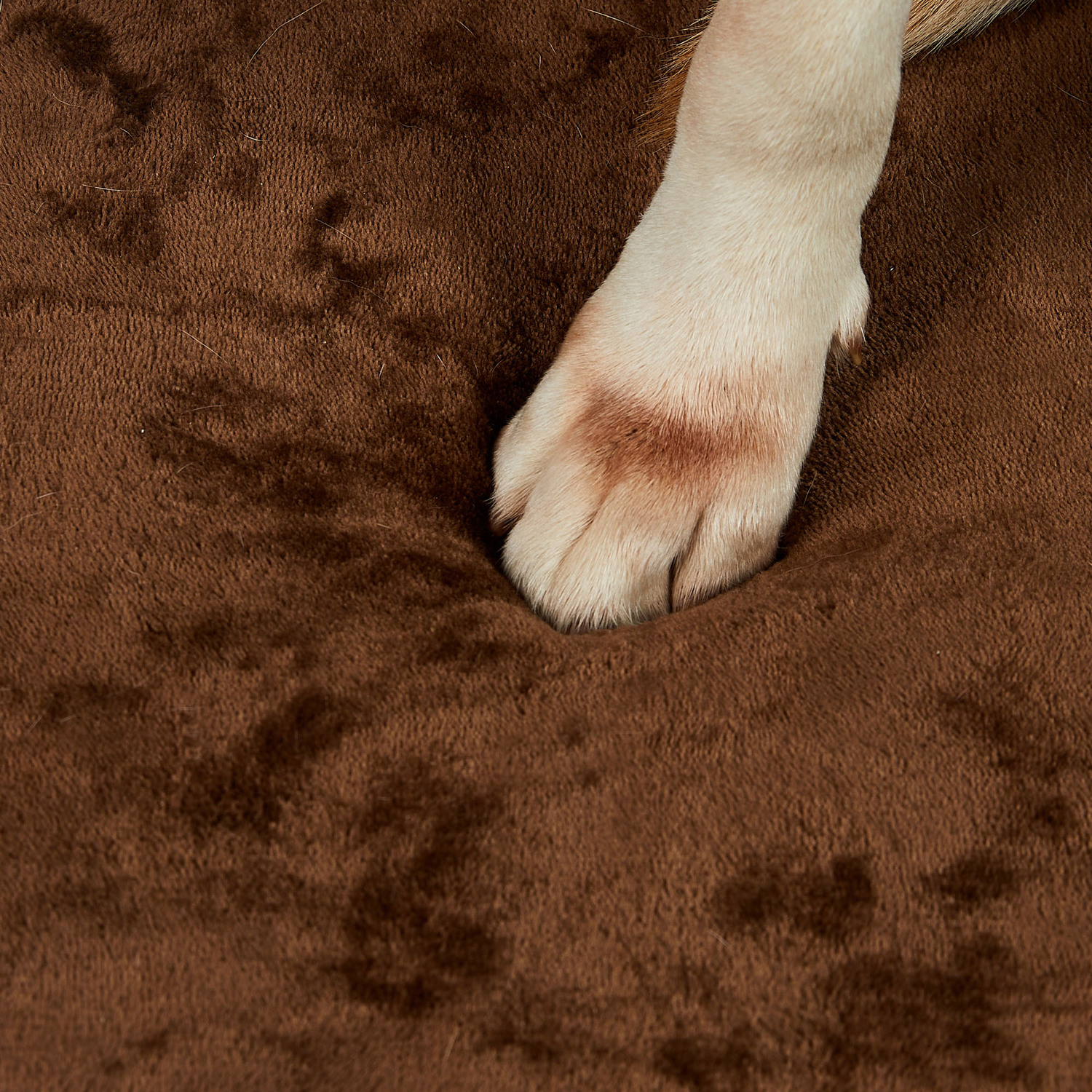 Hammond Orthopedic Pet Bed