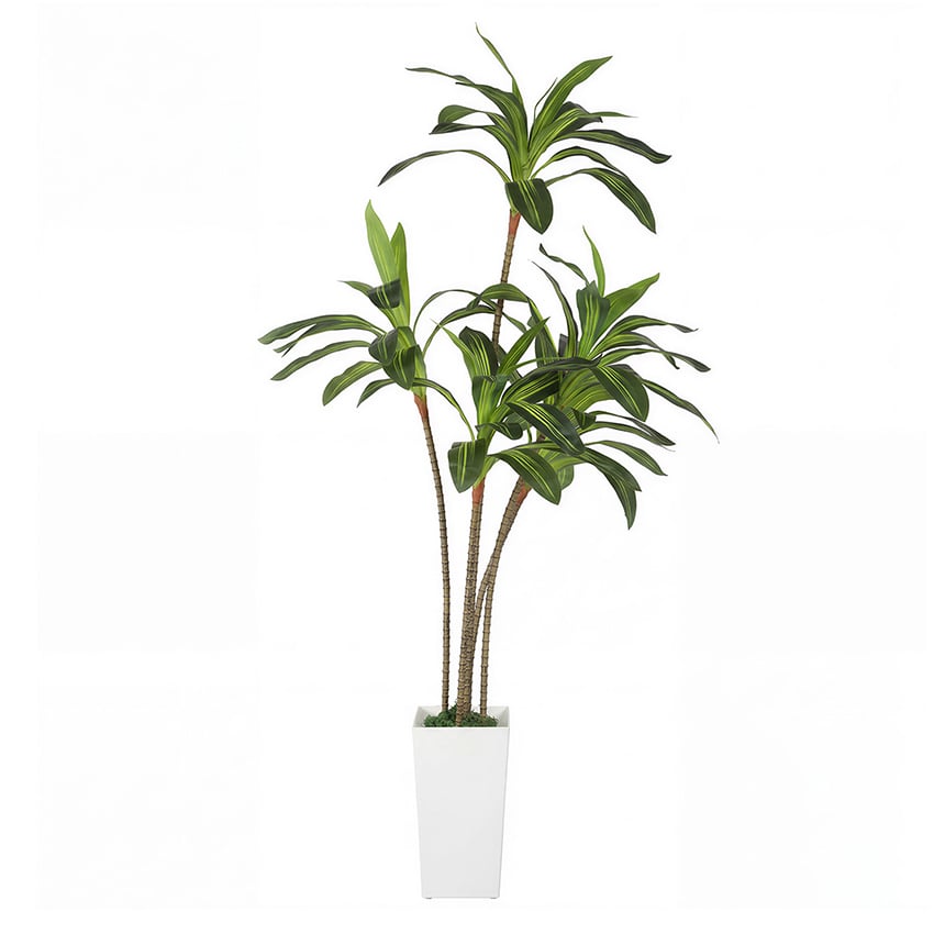 183cm Potted Faux Dracaena Tree