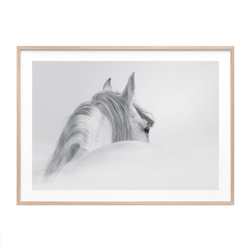 Horse Framed Print