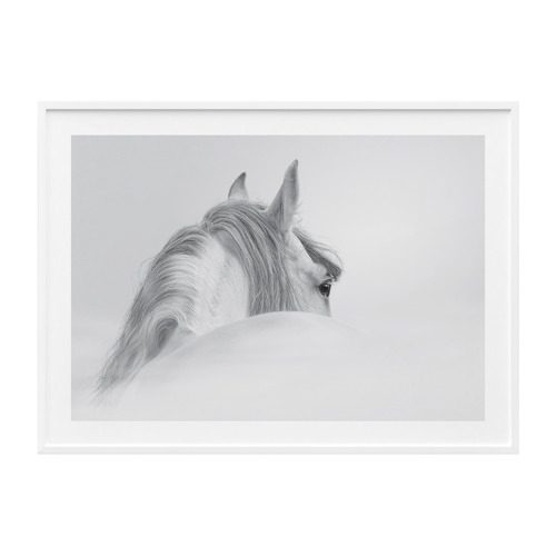 Horse Framed Print