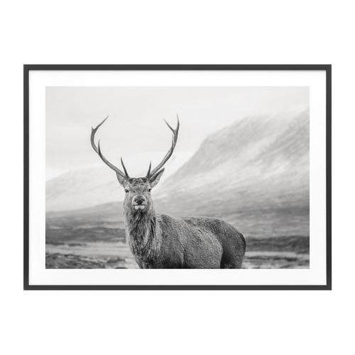 Wild Stag Framed Print