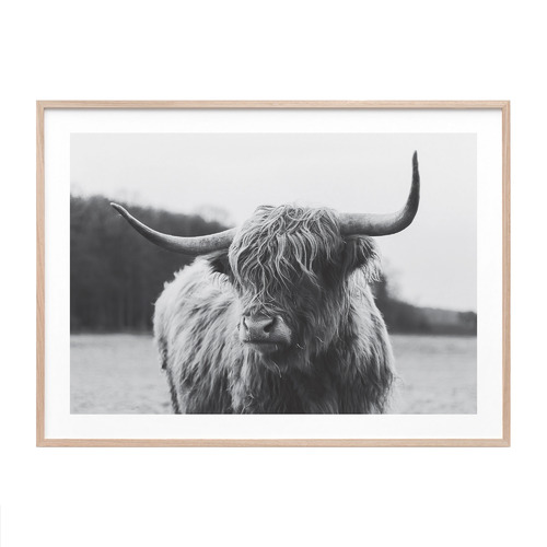 Highland Cow Framed Print