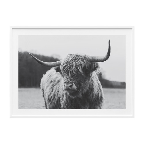 Highland Cow Framed Print