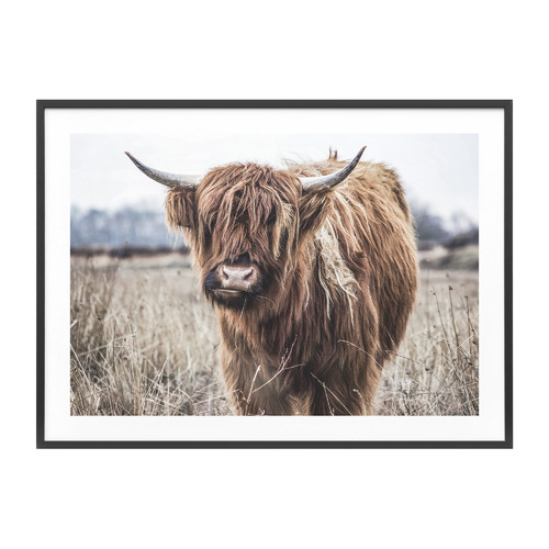 Scottish Cow Framed Print