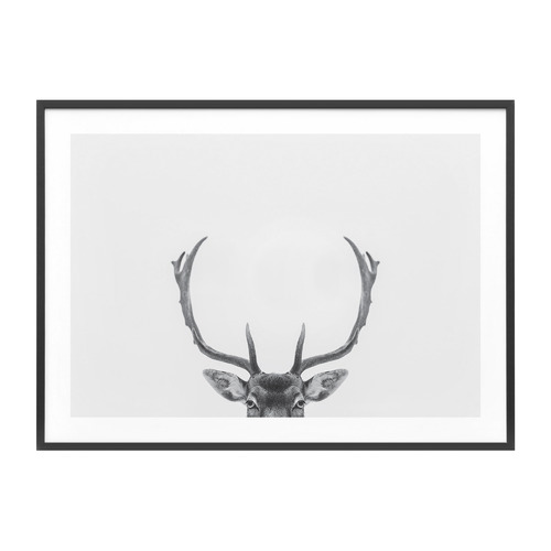Deer Antlers Framed Print