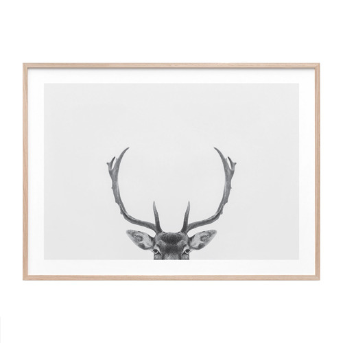 Deer Antlers Framed Print