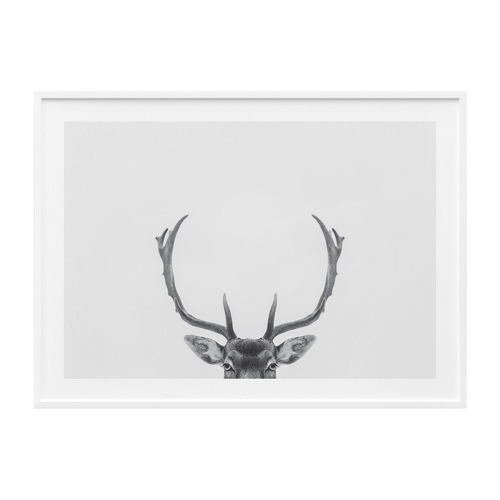 Deer Antlers Framed Print
