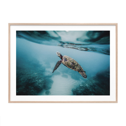 Le Concept Art Sea Turtle Framed Print | Temple & Webster